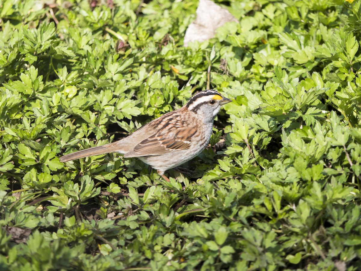 White-throated Sparrow - ML619570187