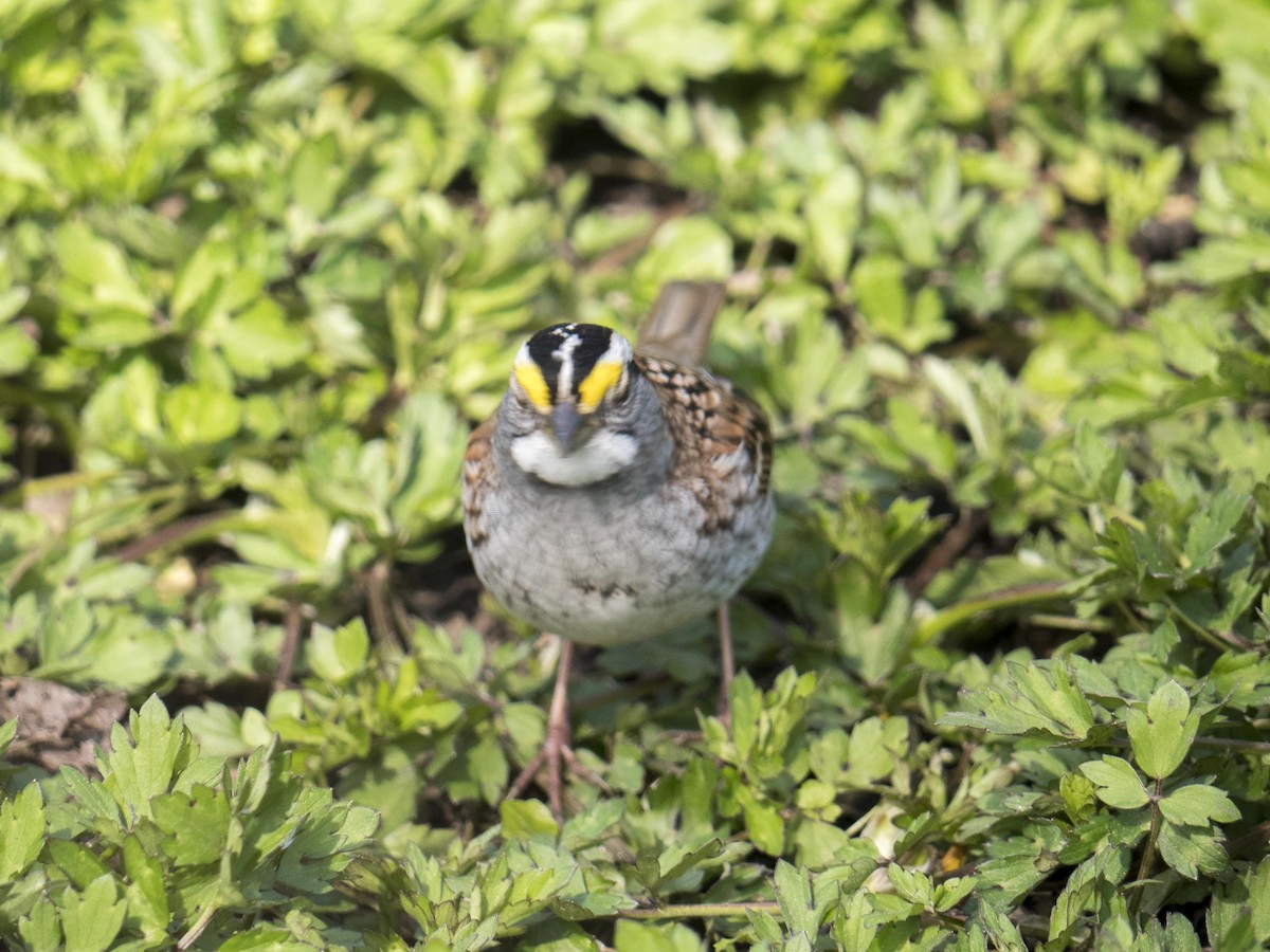 White-throated Sparrow - ML619570188