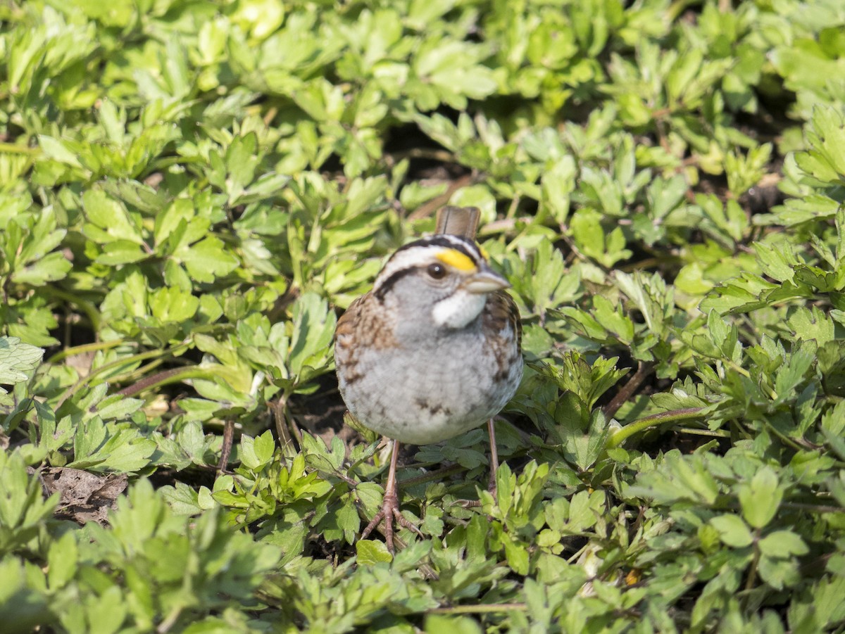 White-throated Sparrow - ML619570189
