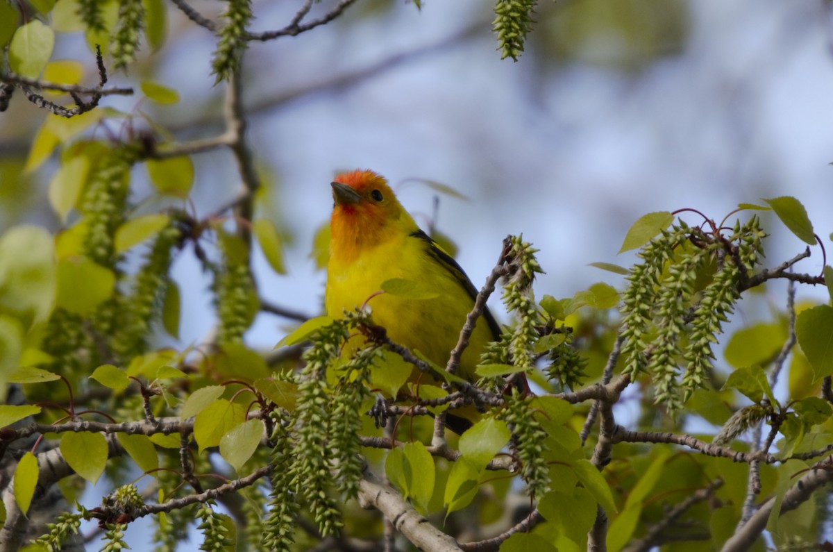 Western Tanager - ML619570205