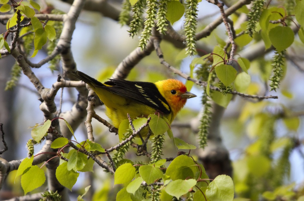 Western Tanager - ML619570207