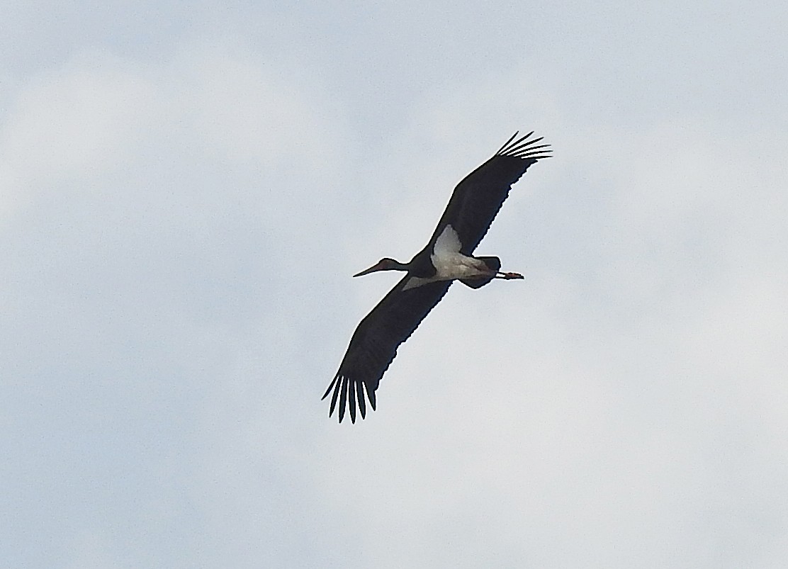 Black Stork - ML619570221