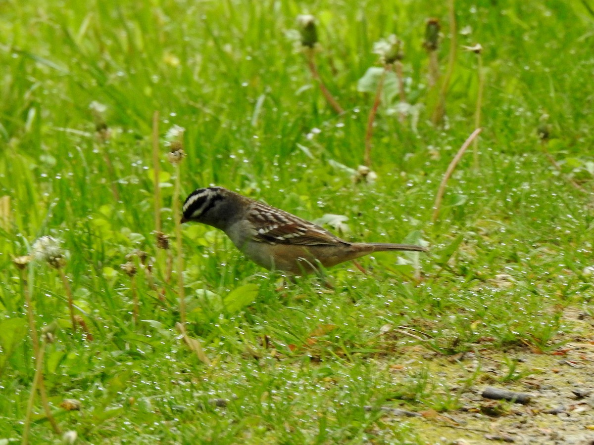 White-crowned Sparrow - ML619570262