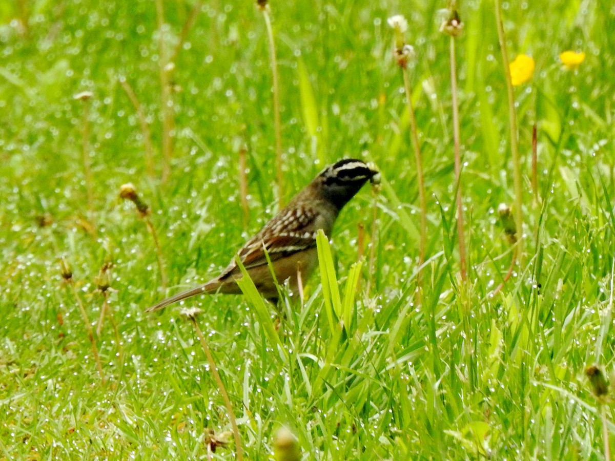 White-crowned Sparrow - ML619570264