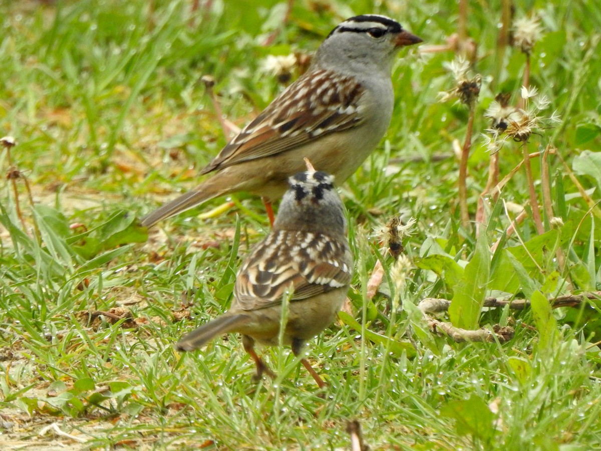 White-crowned Sparrow - ML619570265