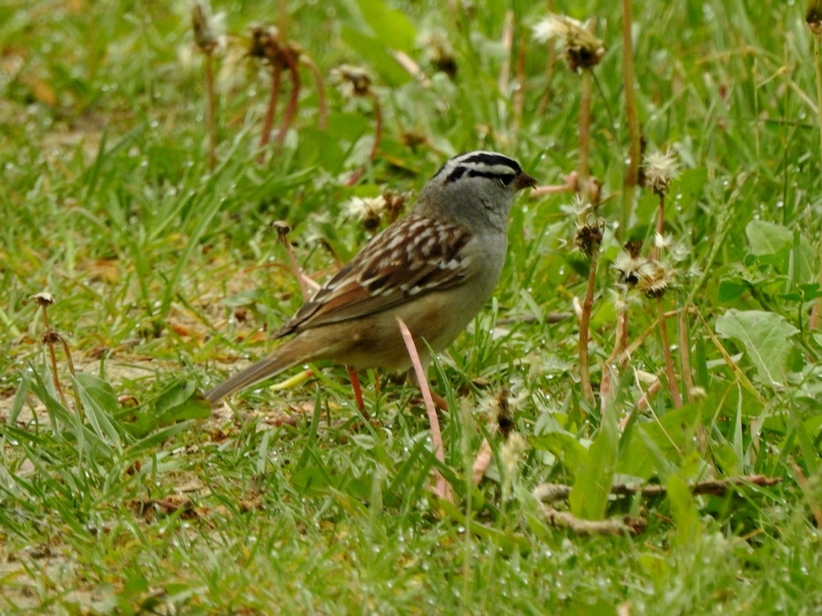 White-crowned Sparrow - ML619570268