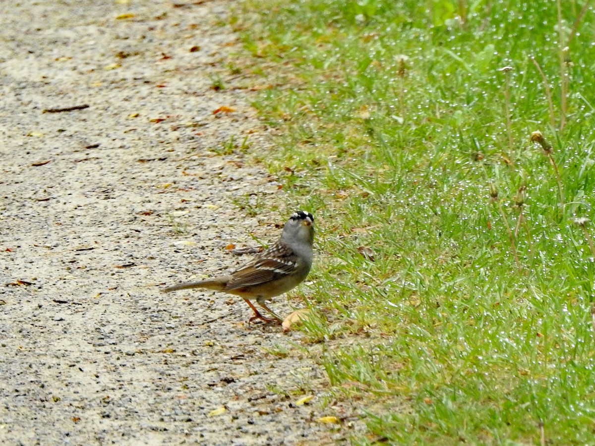 White-crowned Sparrow - ML619570269