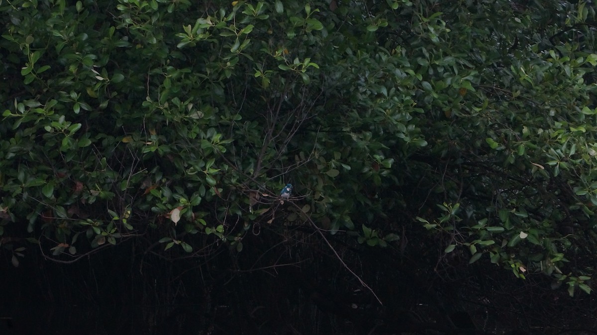 Бело-голубой зимородок - ML619570276