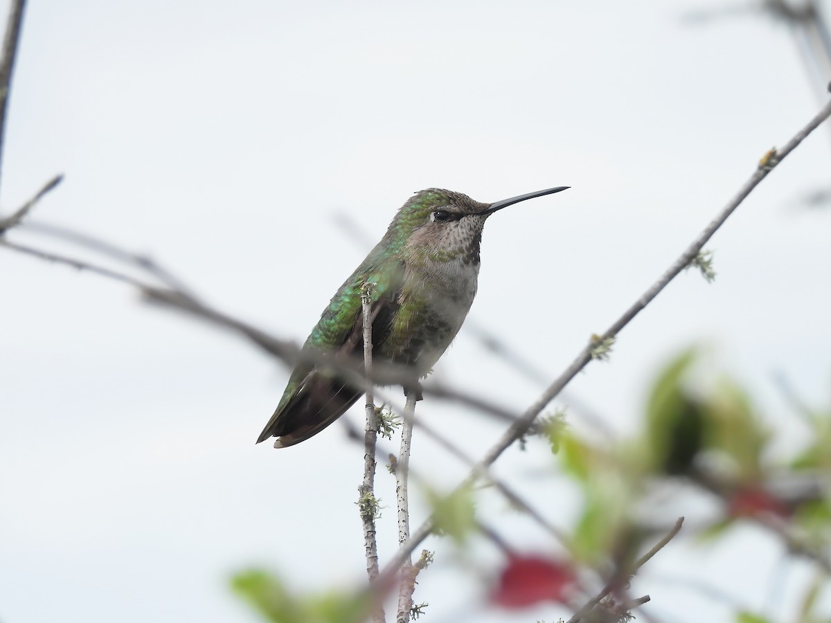 Anna's Hummingbird - ML619570298