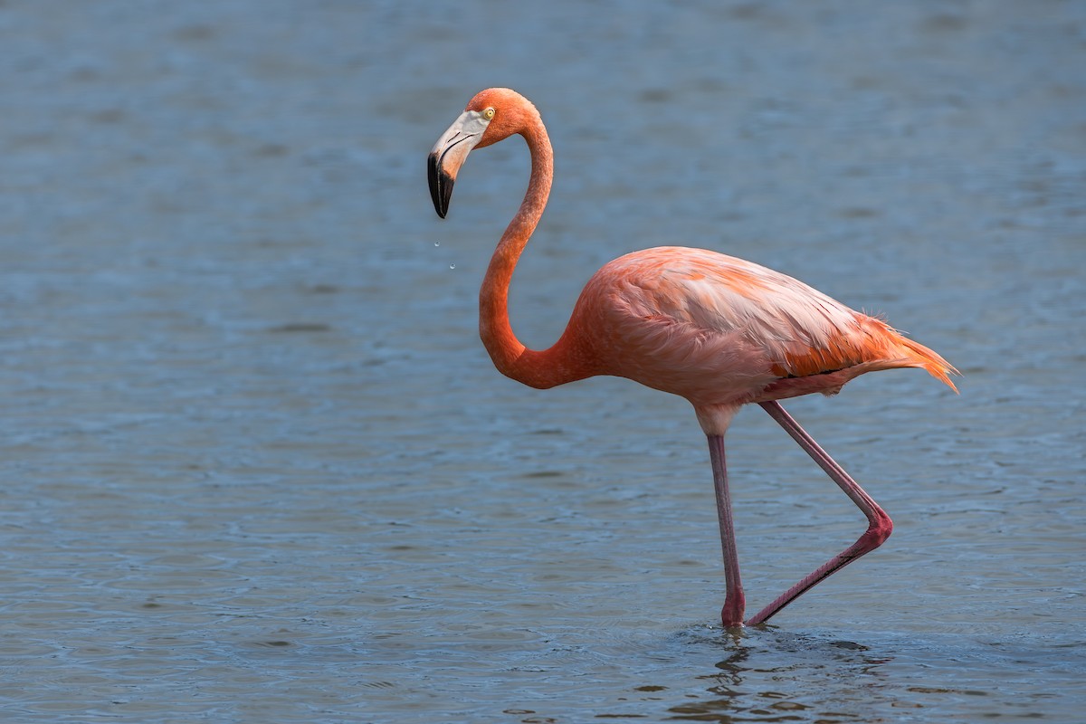 Amerika Flamingosu - ML619570310