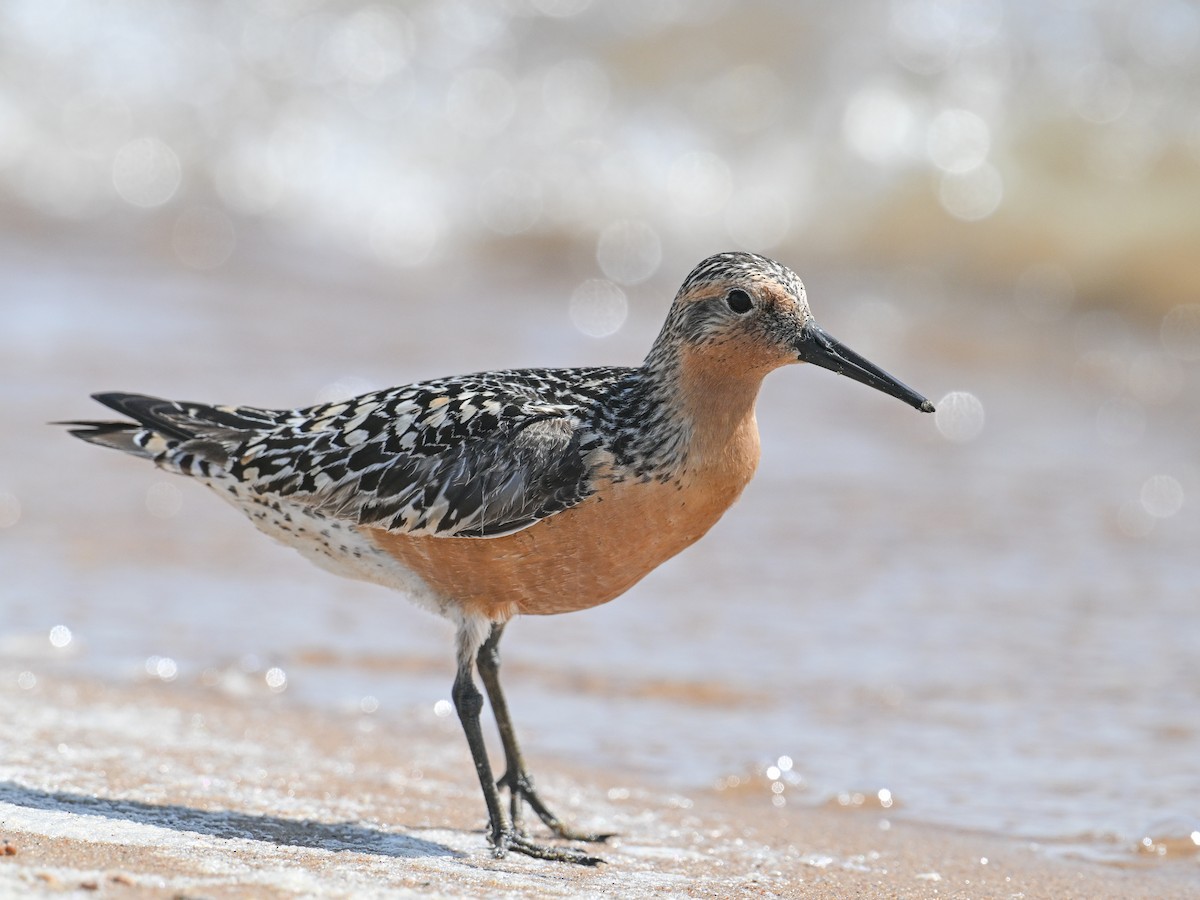 Red Knot - ML619570328