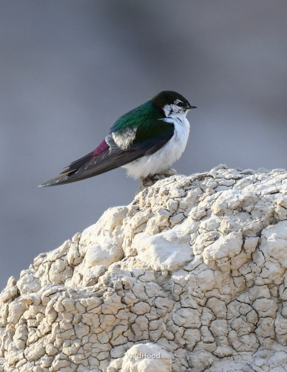 Violet-green Swallow - ML619570359