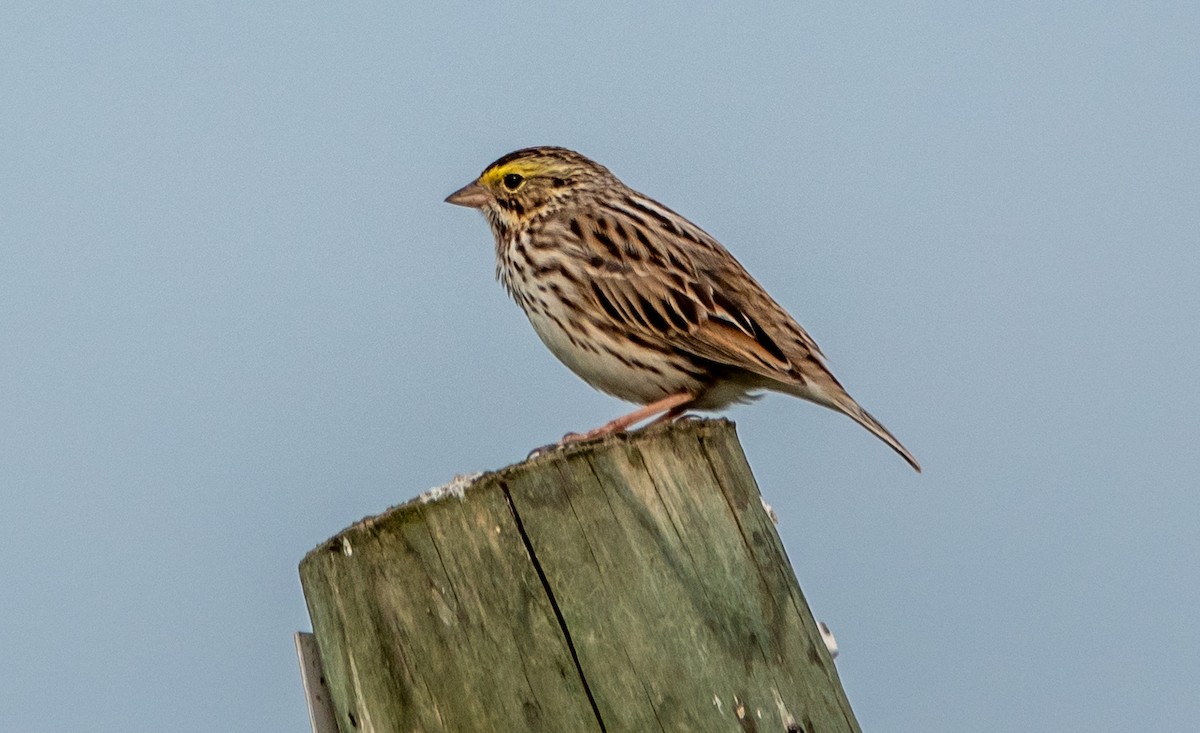 Savannah Sparrow - ML619570369