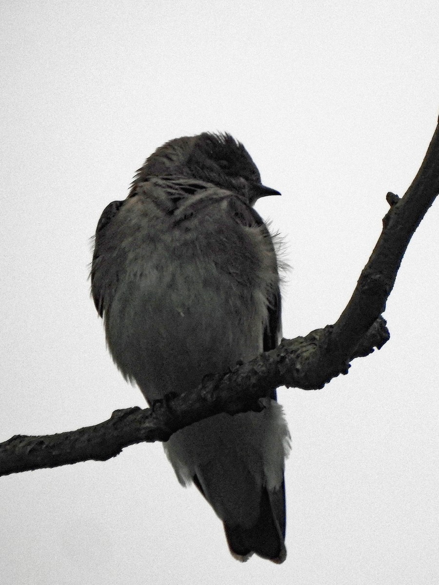 Northern Rough-winged Swallow - ML619570370
