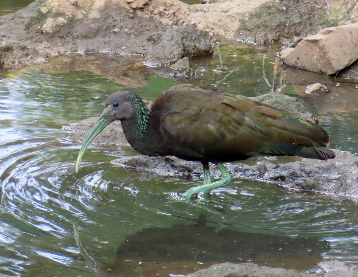ibis zelený - ML619570394