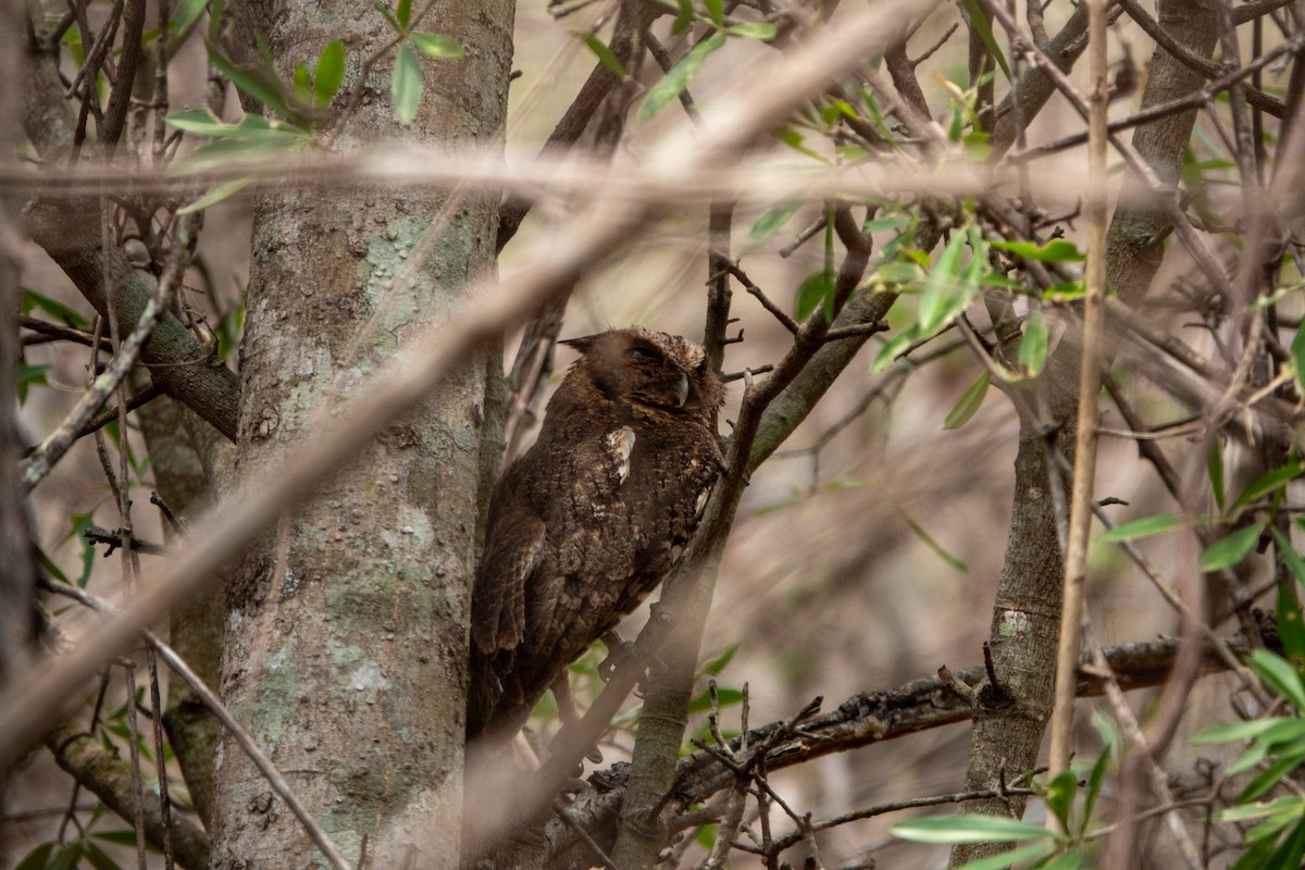 Middle American Screech-Owl (Middle American) - ML619570403