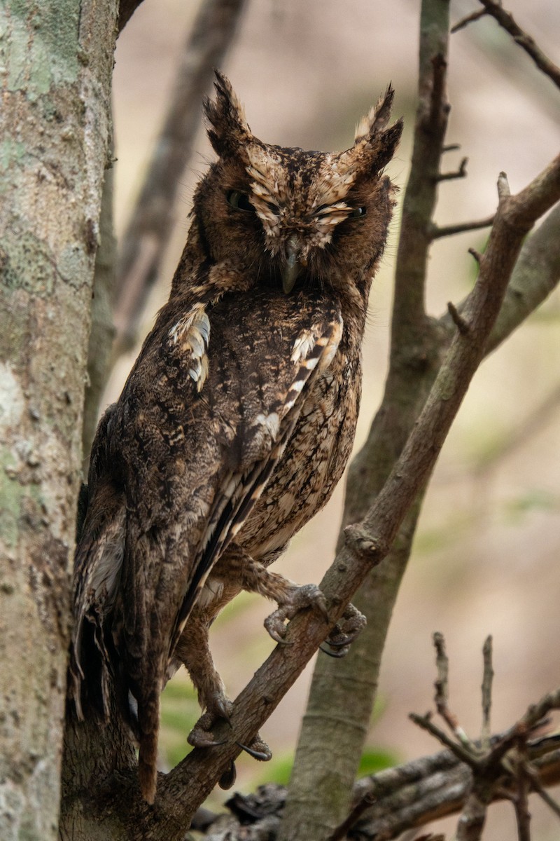 Middle American Screech-Owl (Middle American) - ML619570404