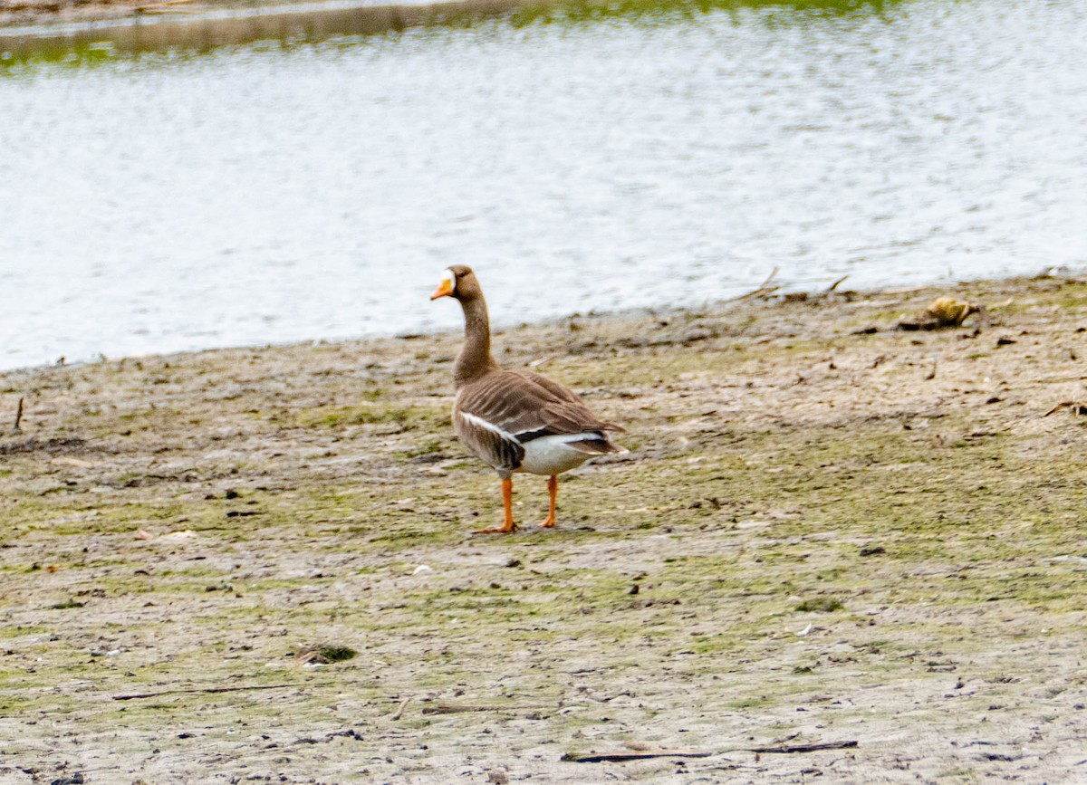 Greater White-fronted Goose - ML619570490