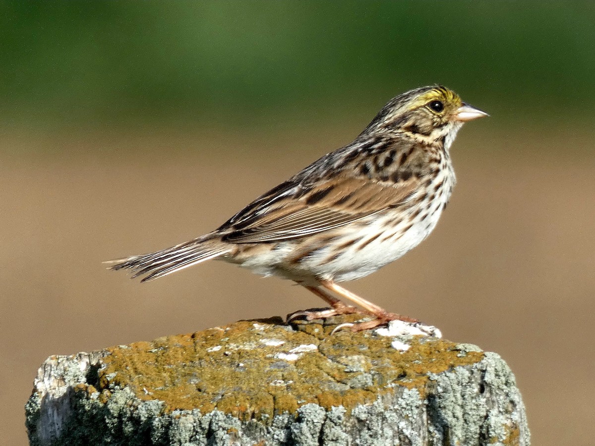 Savannah Sparrow - ML619570536