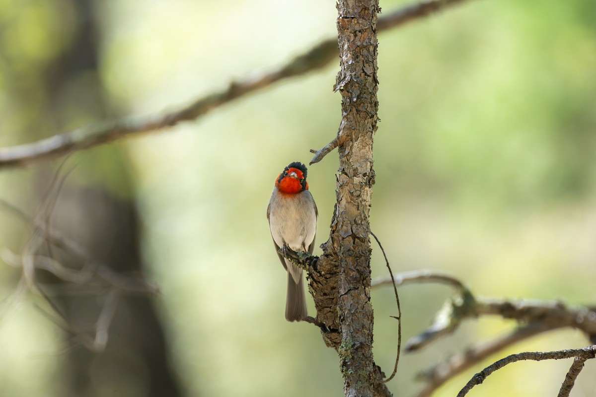 Red-faced Warbler - ML619570561
