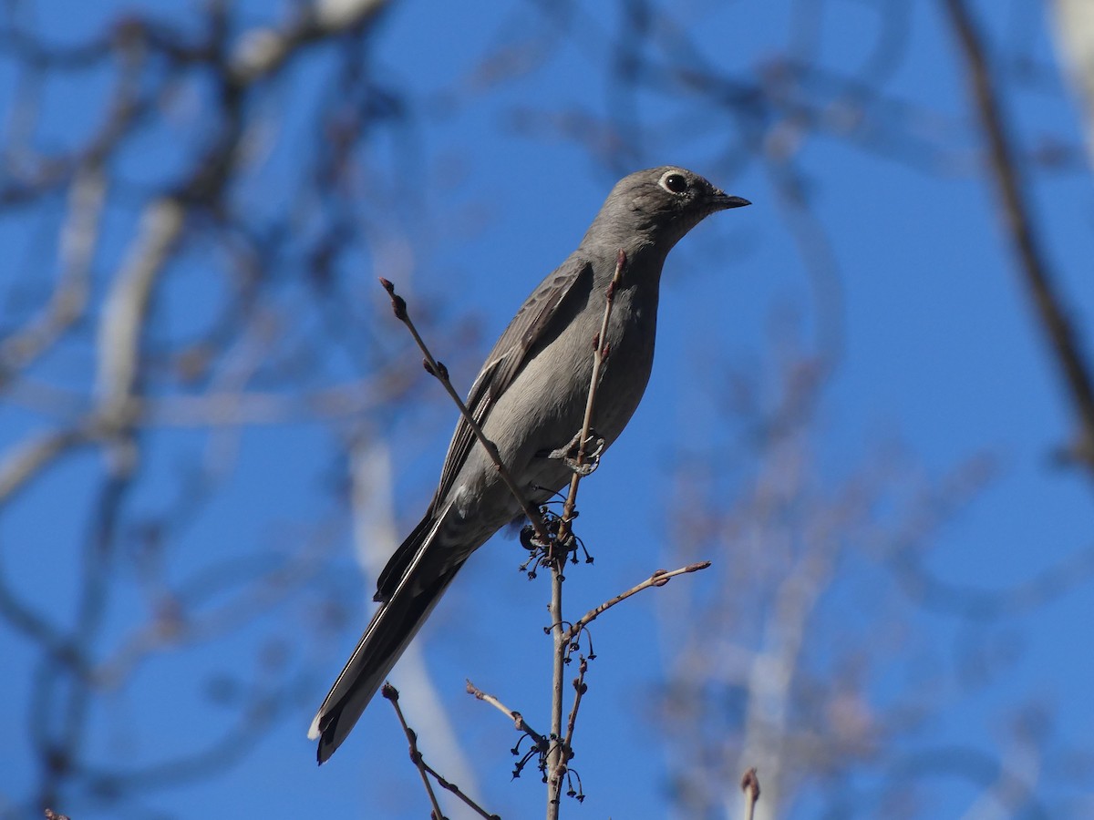 Townsend's Solitaire - ML619570583