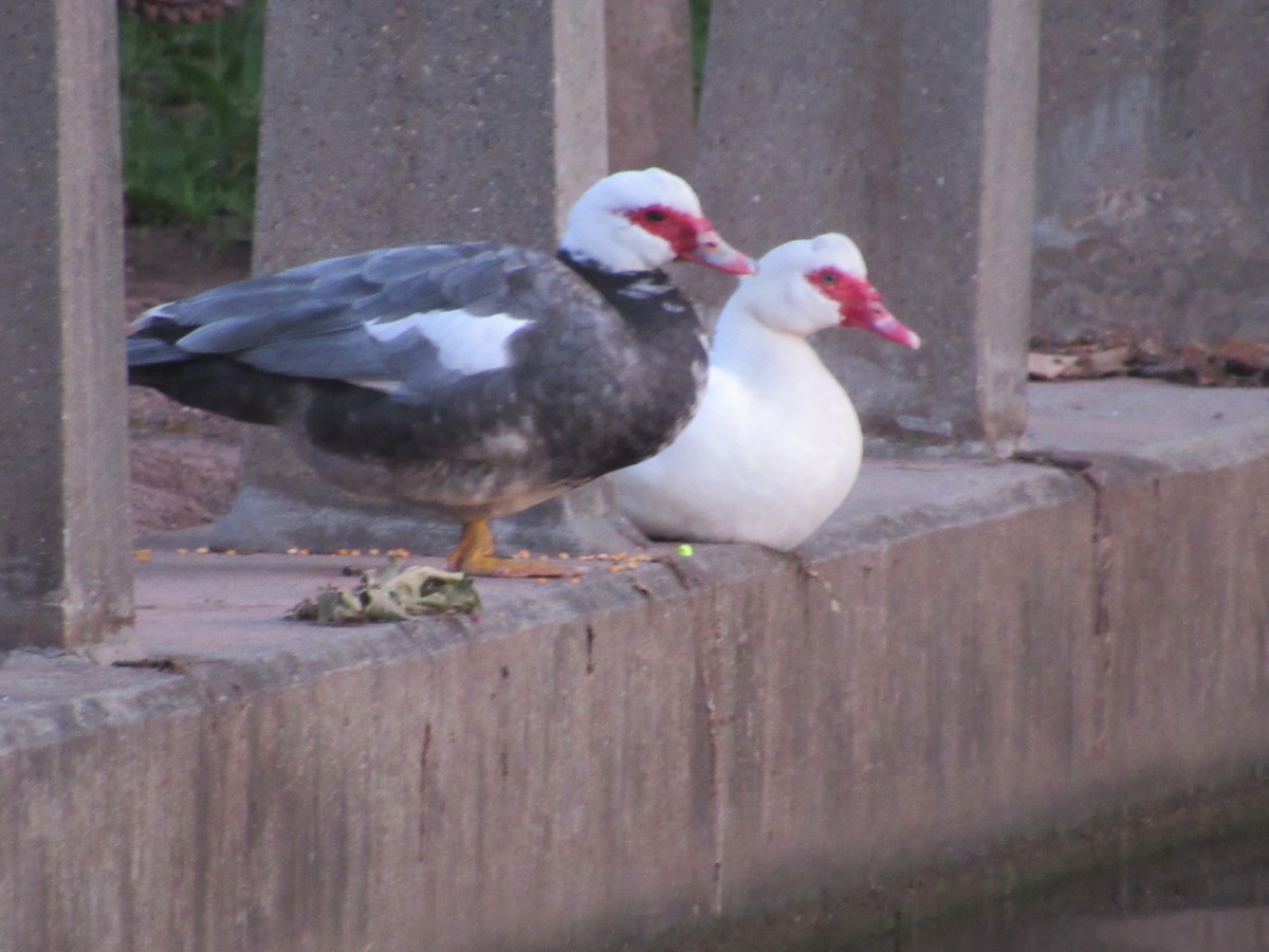 Muscovy Duck (Domestic type) - ML619570589