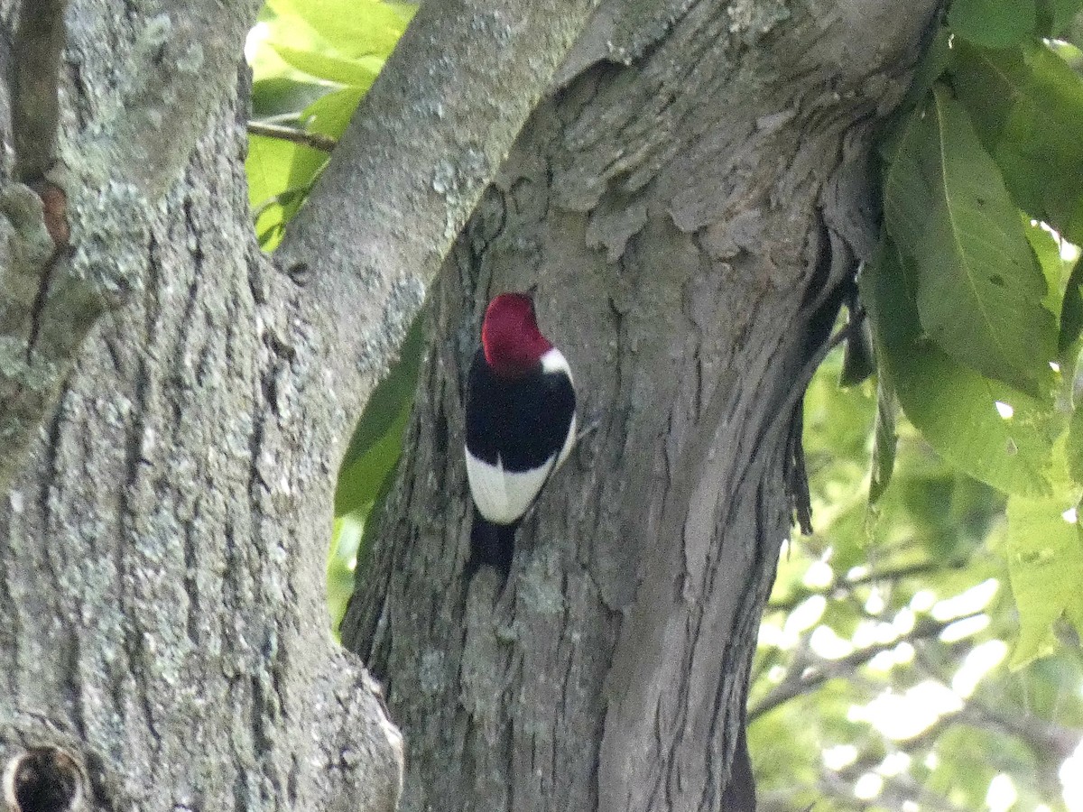 Red-headed Woodpecker - ML619570602