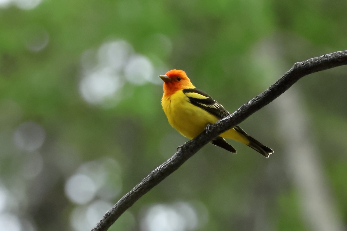 Western Tanager - ML619570640