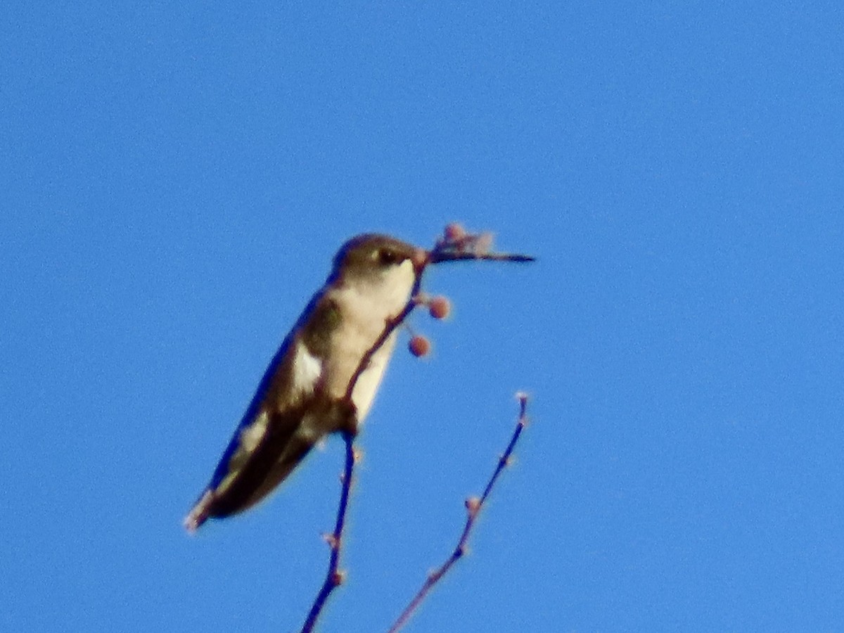 Anna's Hummingbird - ML619570656