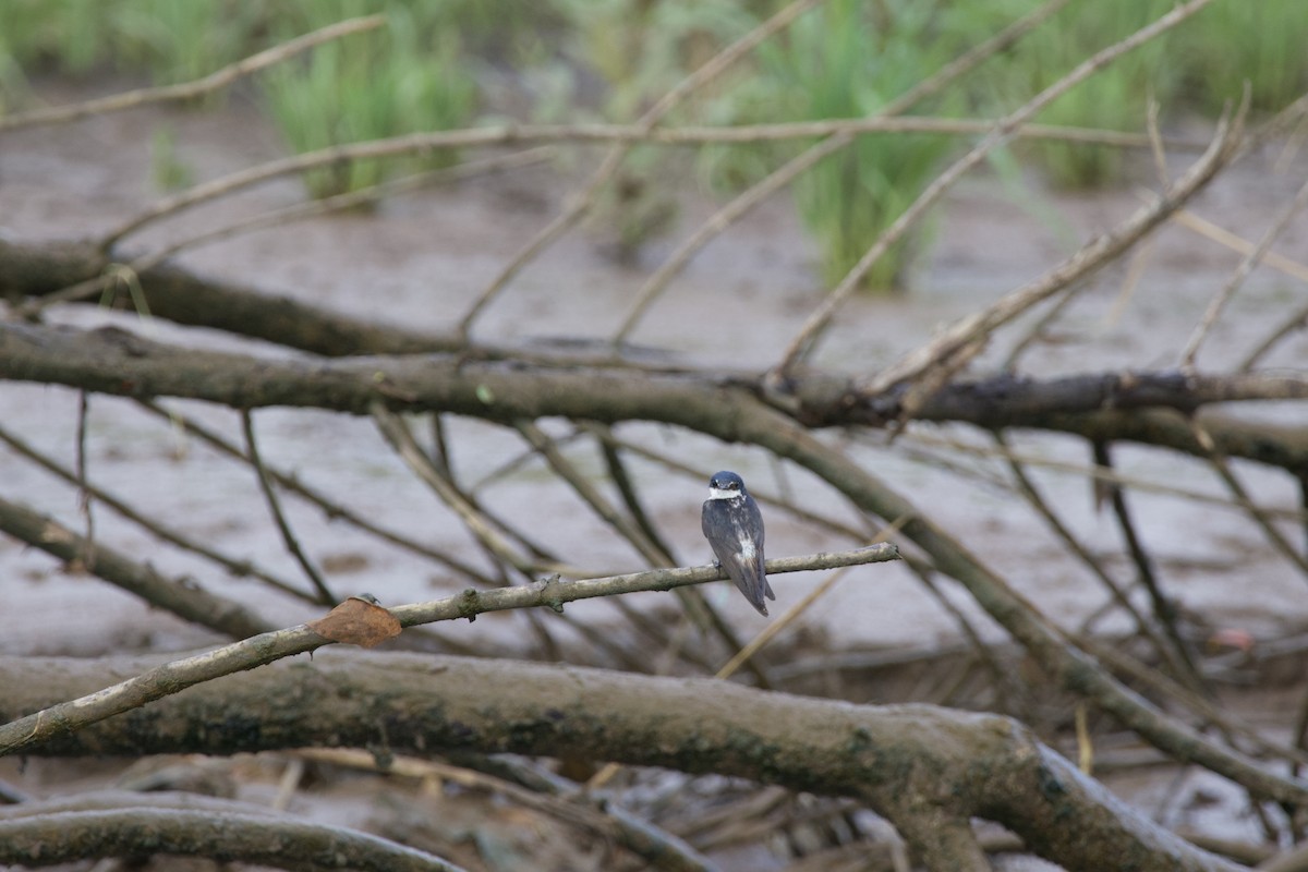 Mangrove Swallow - ML619570659