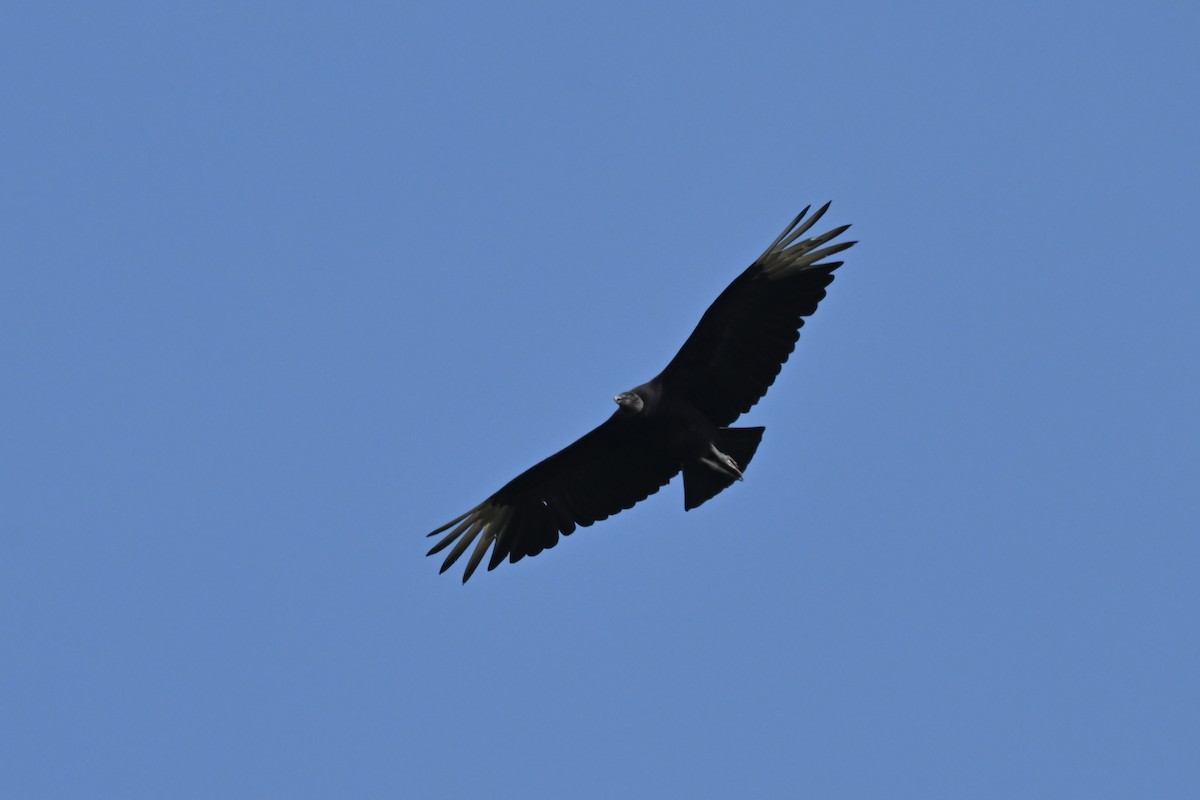 Black Vulture - ML619570670