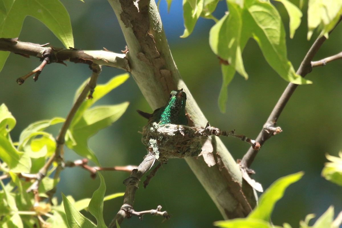 kolibřík mexický - ML619570674