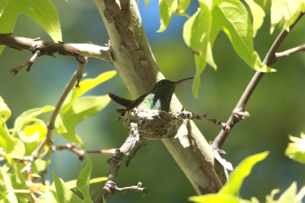 kolibřík mexický - ML619570677