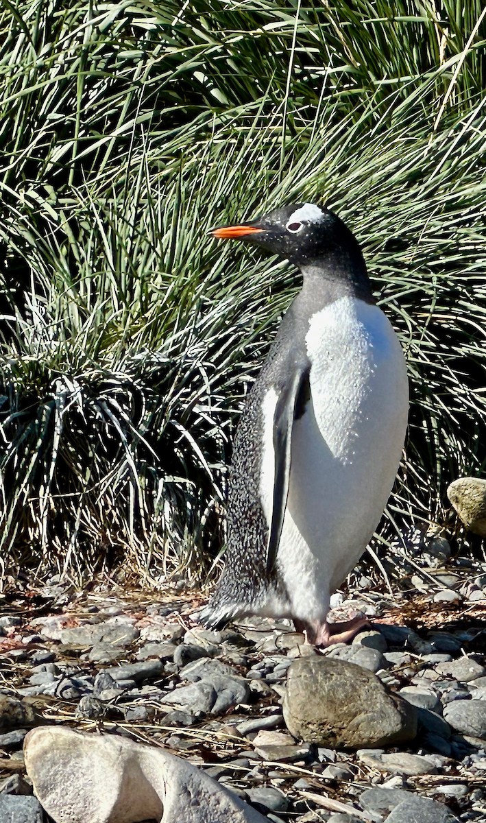 Gentoo Penguin - ML619570679