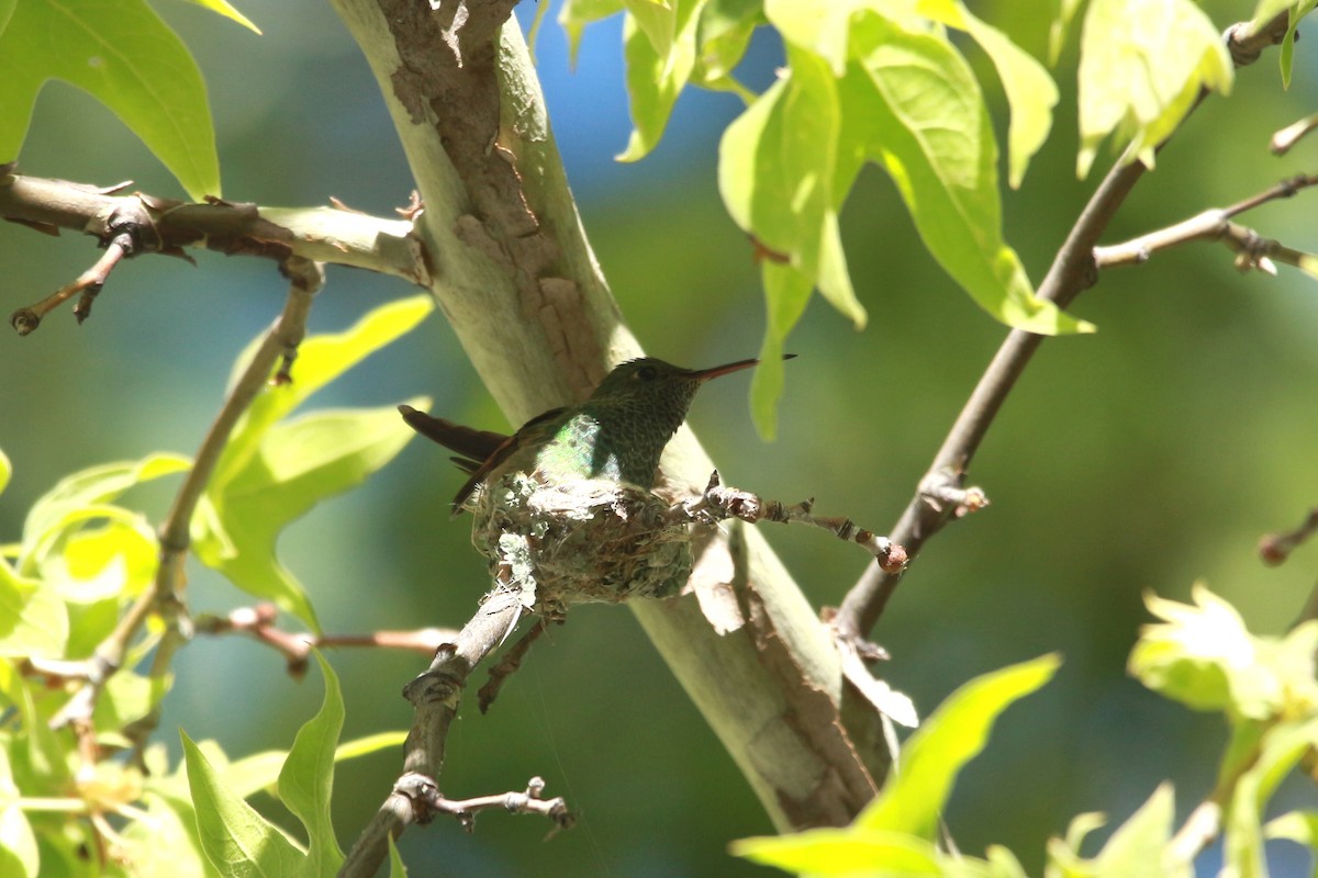 kolibřík mexický - ML619570682