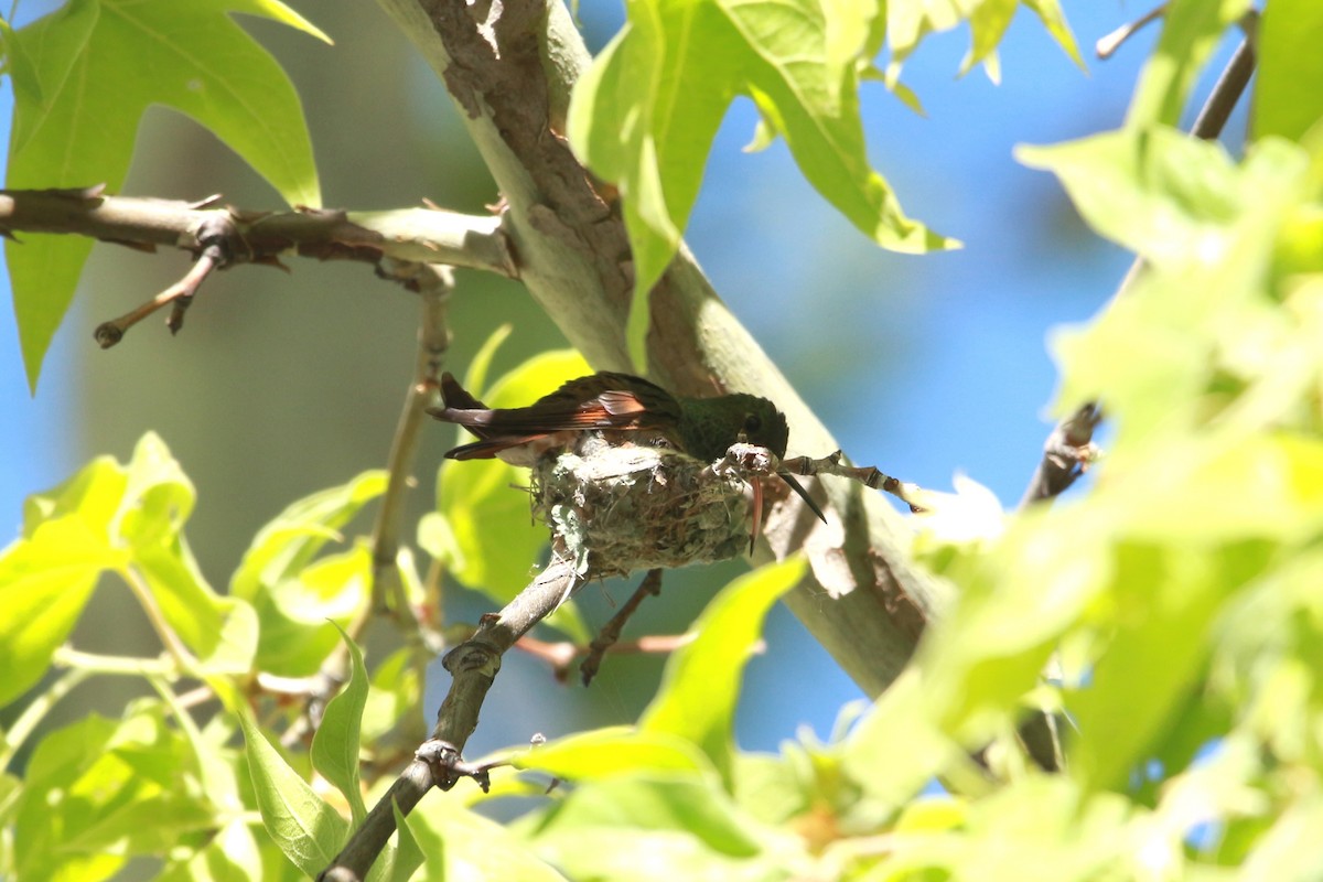 Berylline Hummingbird - ML619570683