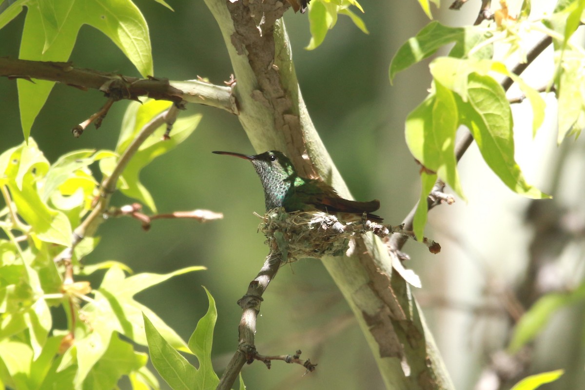 kolibřík mexický - ML619570687