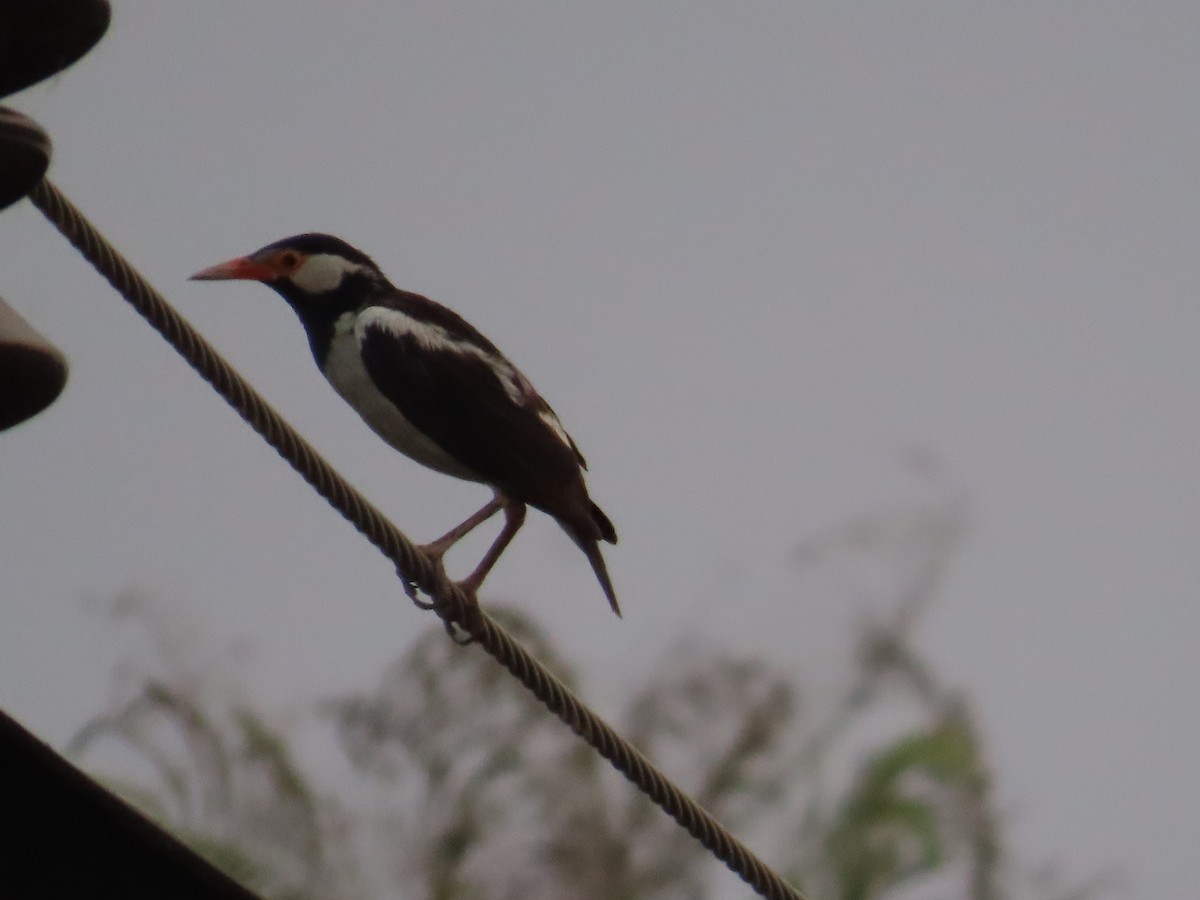 Indian Pied Starling - ML619570695