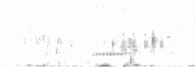 Schwarzbart-Rohrdommel - ML619570696