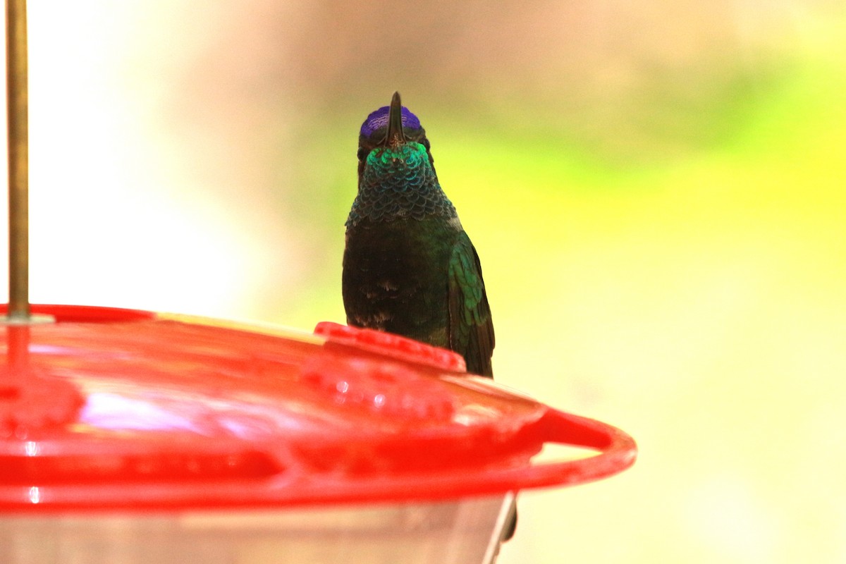 kolibřík skvostný - ML619570697