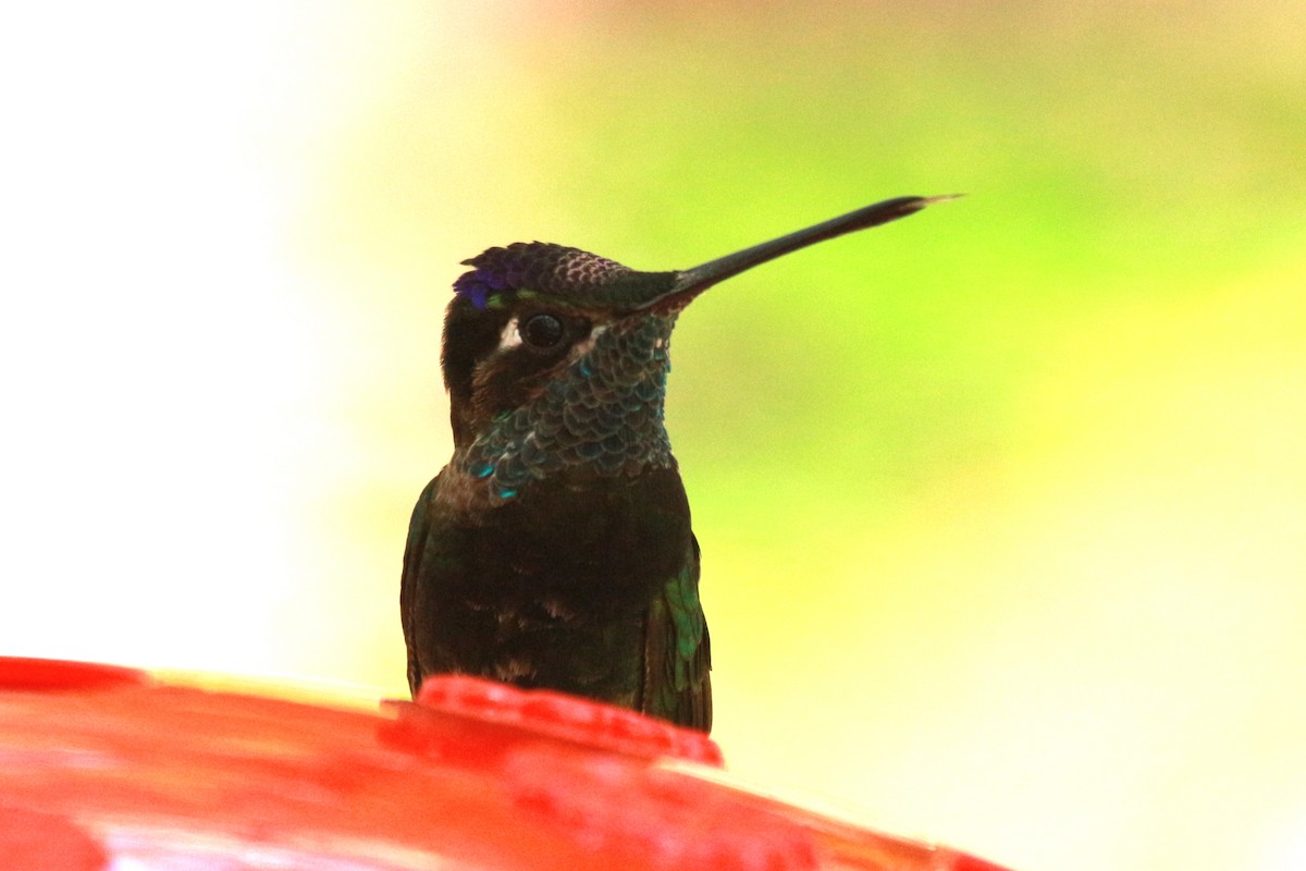kolibřík skvostný - ML619570699
