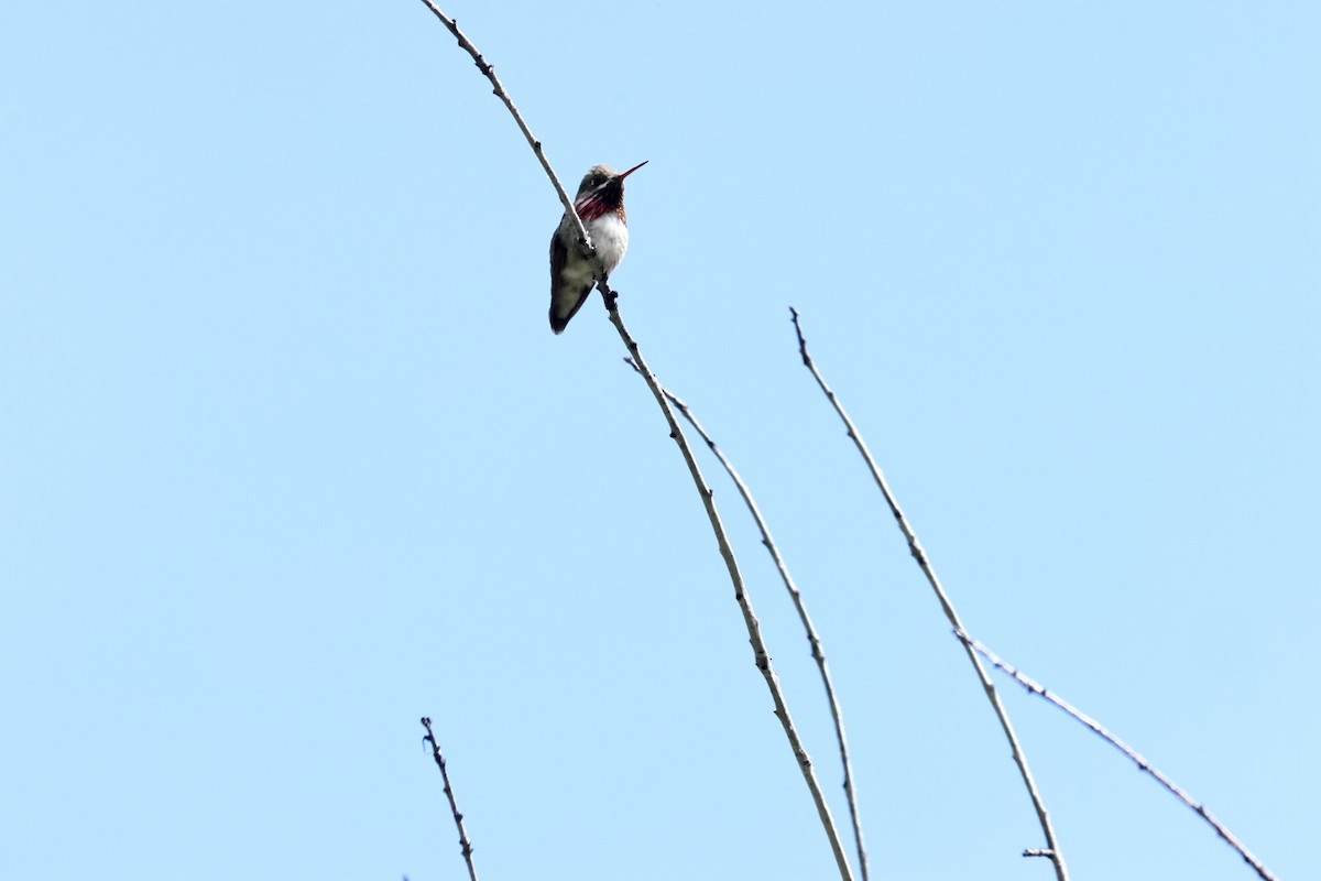 Calliope Hummingbird - ML619570708