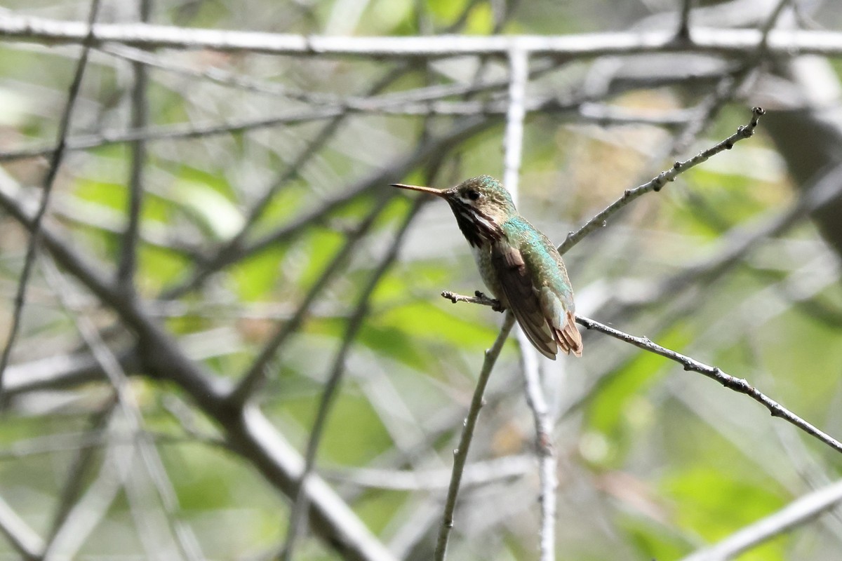 Calliope Hummingbird - ML619570709