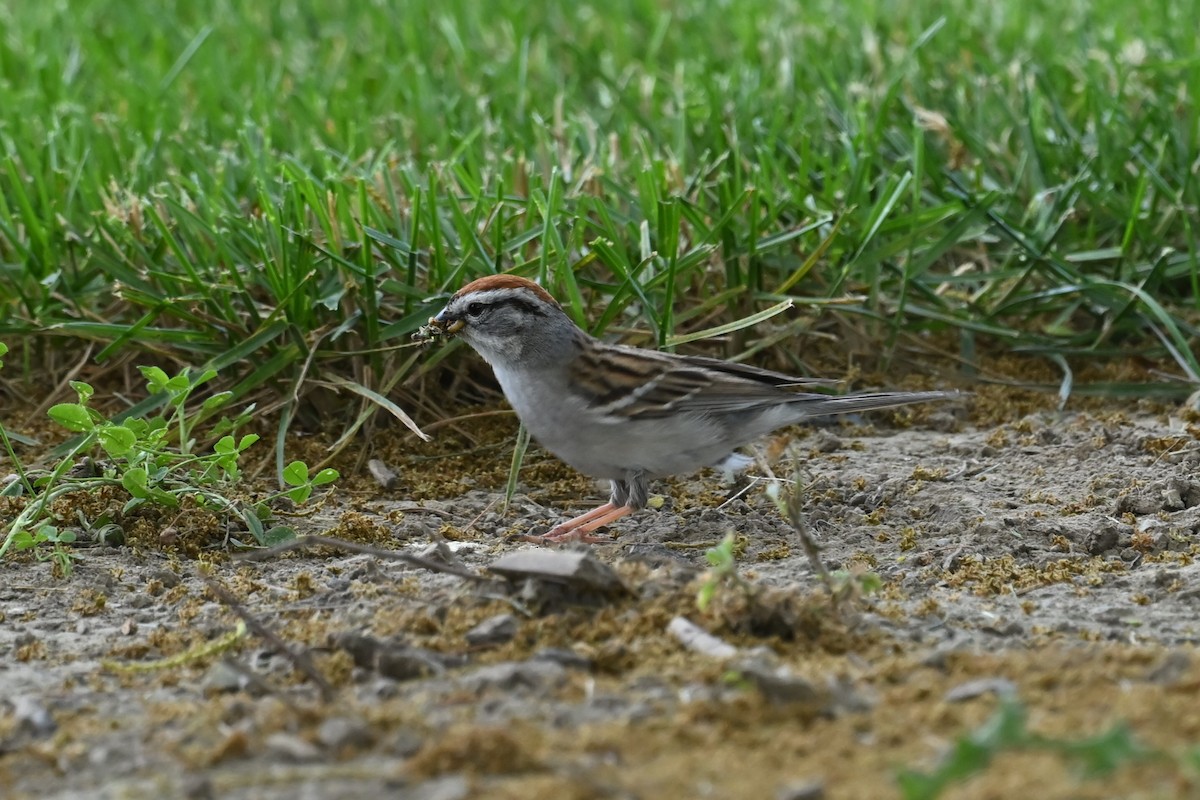 Chipping Sparrow - ML619570713