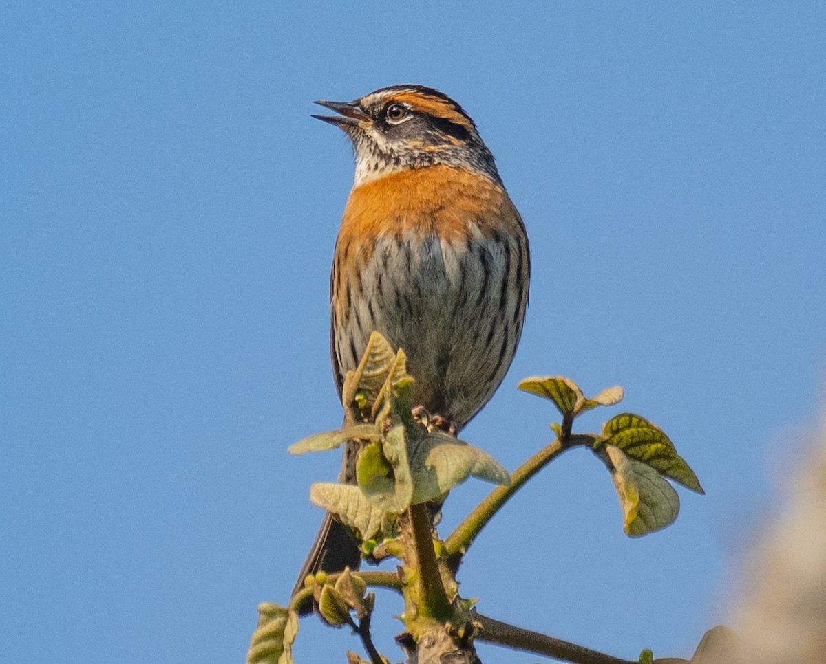 Rufous-breasted Accentor - ML619570752