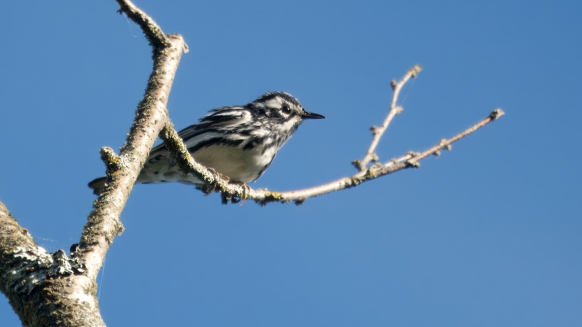 Black-and-white Warbler - ML619570799