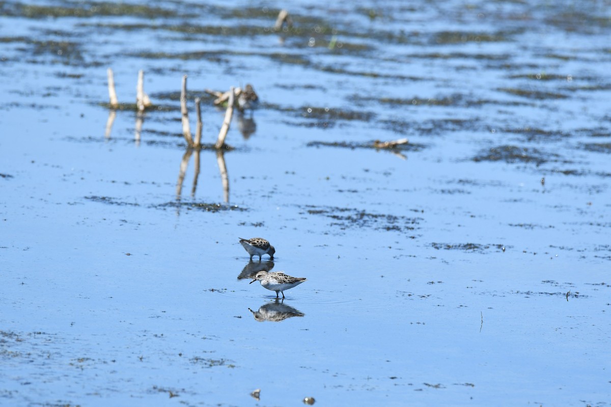 Semipalmated Plover - ML619570804