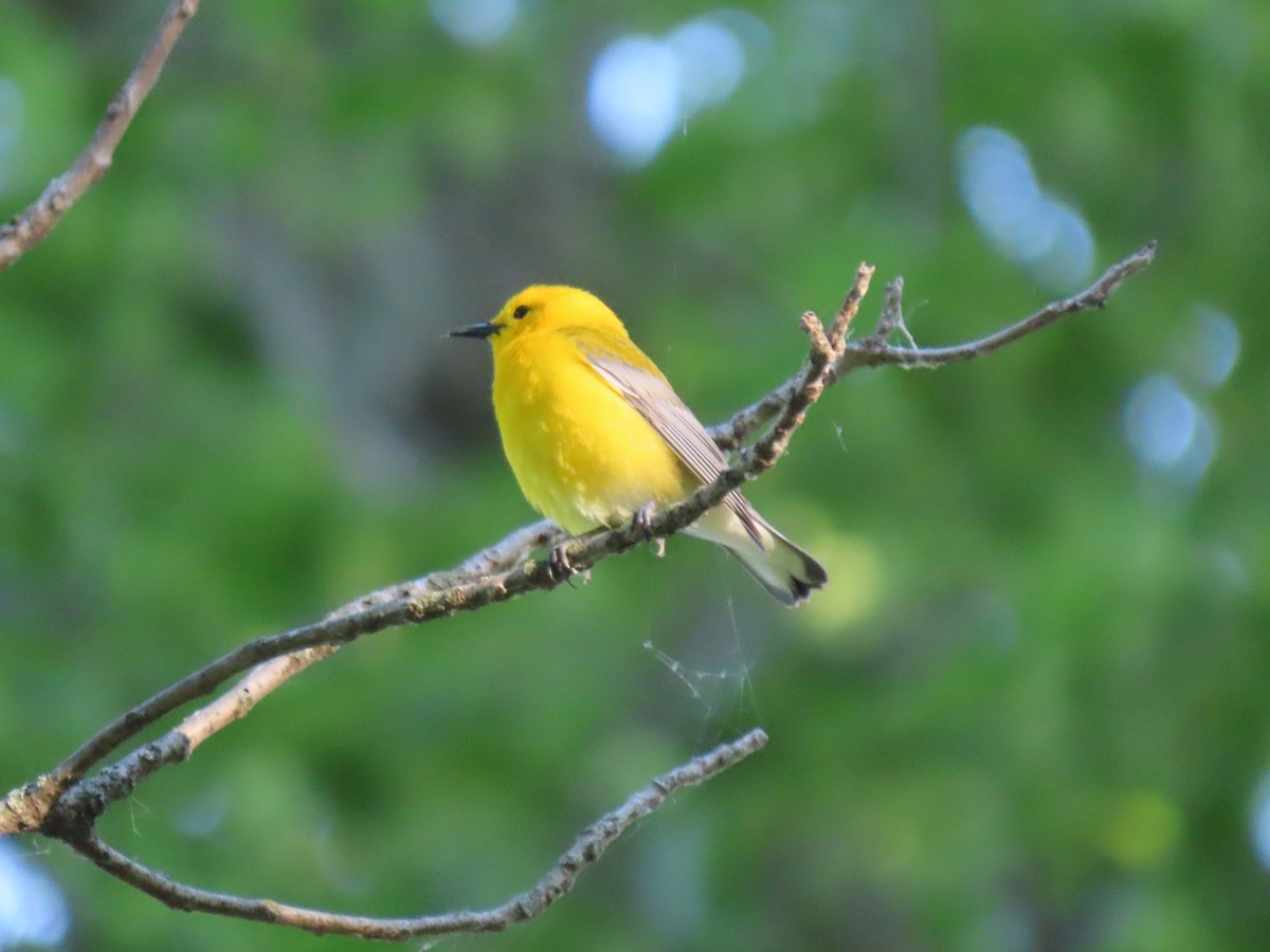 Prothonotary Warbler - ML619570808