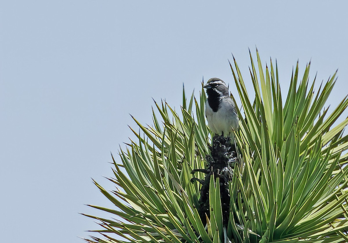 Black-throated Sparrow - ML619570854