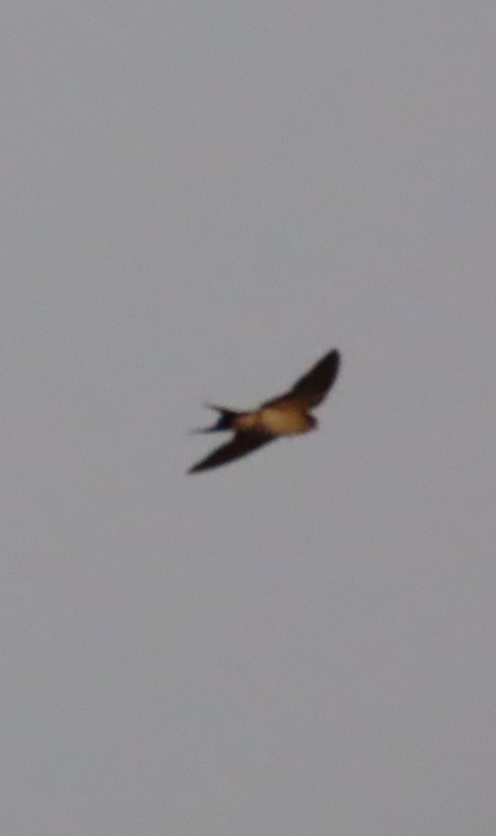 Red-rumped Swallow - ML619570855